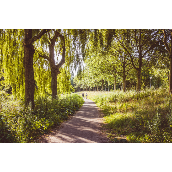 Amsterdam wall art, Westerpark poster, Amsterdam landscape print, Amsterdam fine art, forest photography print, Netherlands wall decor, urban nature photo, tranquil wall art, moody forest print, Amsterdam travel poster